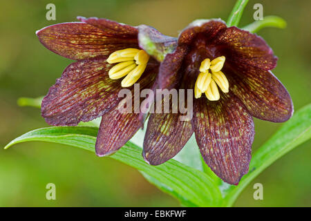 nördlichen Reis Wurzel (Fritillaria Camschatcensis), Blumen, USA, Alaska, Mount Roberts Stockfoto