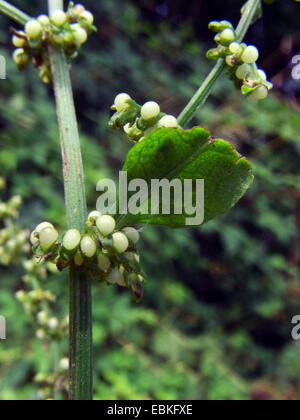 Holz-Dock, Dock Rotwein (Rumex Sanguineus), Detail der Fruchtstand, Deutschland Stockfoto