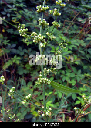 Holz-Dock, Dock Rotwein (Rumex Sanguineus), Fruchtstand, Deutschland Stockfoto