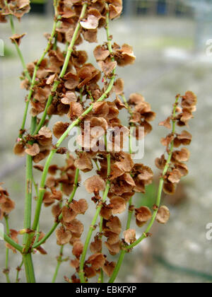 Garten-Sauerampfer (Rumex a, Rumex liegen var. Hortensis), Fruchtstand, Deutschland, Nordrhein-Westfalen Stockfoto