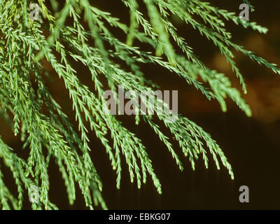 Mammutbaum, Giant Redwood (Sequoiadendron Giganteum), Zweig Stockfoto