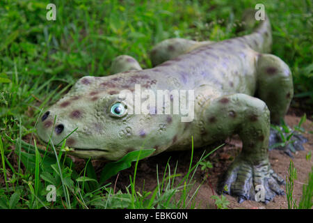 Acanthostega (Acanthostega), eines der ersten terrestrischen Tetrapoden Stockfoto