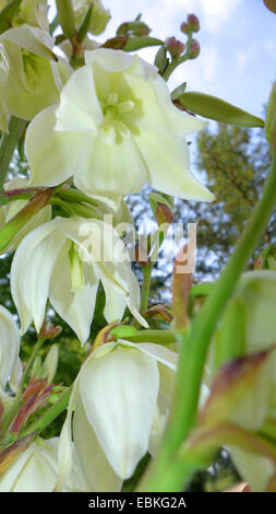 Adams Nadel, schwach-Blatt Yucca (Yucca Filamentosa), Blumen Stockfoto