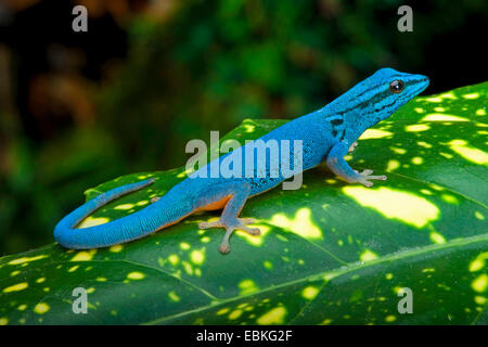 Elektro Blue Gecko, Williams Zwerg Gecko (Lygodactylus Williamsi), sitzen auf eine Pflanze männlich Stockfoto