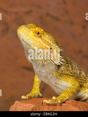 Zentralen Bearded Dragon (Pogona Vitticeps), portrait Stockfoto