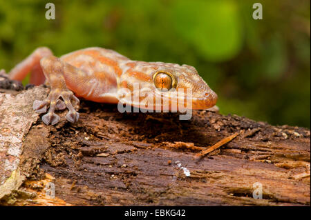 Ragazzi Fan-footed Gecko, Fan-toed Gecko, gelben Fan-fingriger Gecko (Ptyodactylus Ragazzii), portrait Stockfoto