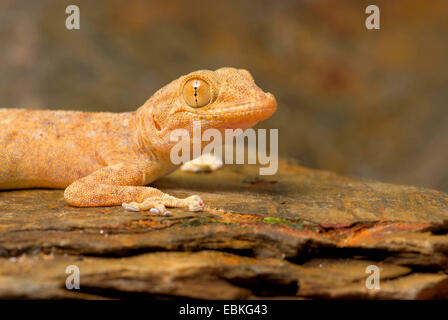 Fan-toed Gecko, gelben Fan-fingriger Gecko (Ptyodactylus Hasselquistii), portrait Stockfoto