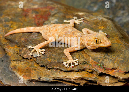 Fan-toed Gecko, gelben Fan-fingriger Gecko (Ptyodactylus Hasselquistii), auf einem Stein Stockfoto