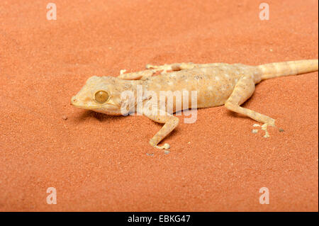 Fan-toed Gecko, gelben Fan-fingriger Gecko (Ptyodactylus Hasselquistii), auf sand Stockfoto