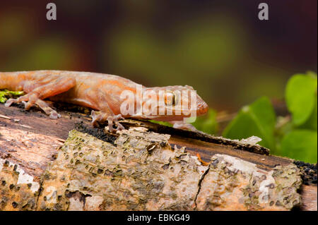 Ragazzi Fan-footed Gecko, Fan-toed Gecko, gelben Fan-fingriger Gecko (Ptyodactylus Ragazzii), Seitenansicht Stockfoto