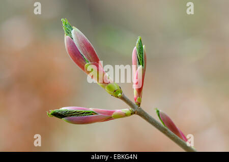 Bergahorn, große Ahorn (Acer Pseudoplatanus), Blatt-Shooting für einen jungen Bergahorn, Deutschland Stockfoto