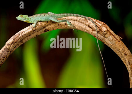 grüne Basilisk, gefiederte Basilisk, Doppel-crested Basilisken (Plumifrons Basiliskos), sitzt auf einem Luftbild root Stockfoto