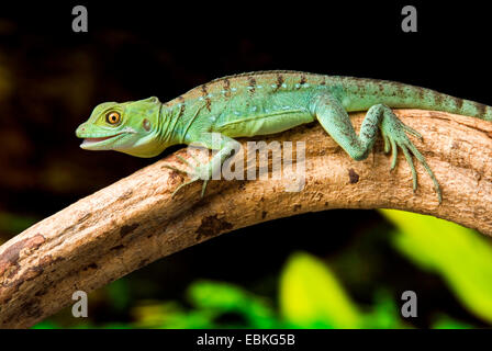 grüne Basilisk, gefiederte Basilisk, Doppel-crested Basilisken (Plumifrons Basiliskos), sitzt auf einem Luftbild root Stockfoto