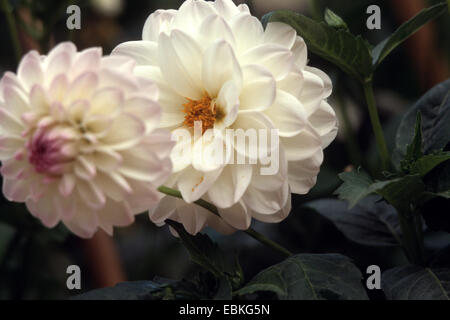 Georgina (Dahlia "Eveline", Dahlie Eveline), Sorte Eveline Stockfoto