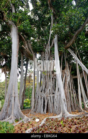 Lord Howe Banyan (Ficus Macrophylla SSP. Columnaris, Ficus Columnaris, F. Macrophylla F. Columnaris), Kanarische Inseln, Teneriffa, Puerto De La Cruz Stockfoto