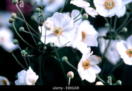 Japanische Anemone, japanische Windflower (Anemone Japonica, Anemone Hupehensis var. Japonica) Sorte Honorine Jobert Stockfoto