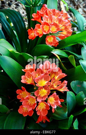 Kaffir Lily (Clivia Miniata), Blüte Stockfoto