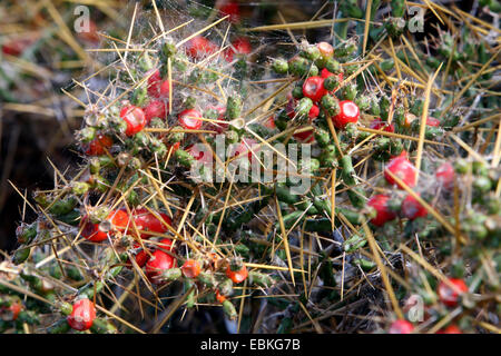 Feigenkakteen (Opuntia spec.), mit roten Früchten und Spinnweben Stockfoto