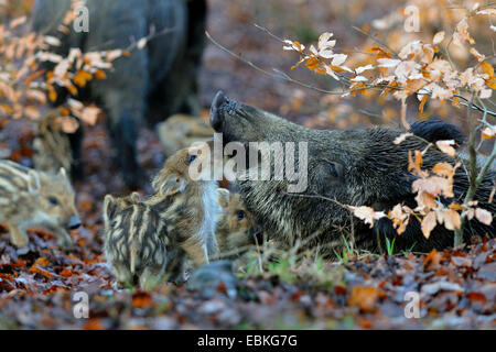 Wildschwein, Schwein, Wildschwein (Sus Scrofa), Bache mit hatte, Deutschland Stockfoto