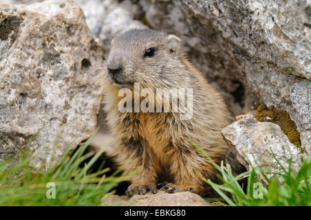 Alpen-Murmeltier (Marmota Marmota), sitzt vor seiner Höhle, Italien Stockfoto