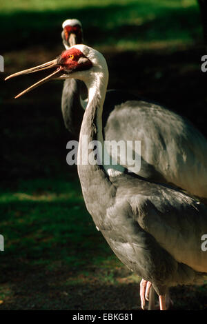 Japanische weiß Himalaja-Kranich (Grus Vipio), mit offener Rechnung Stockfoto