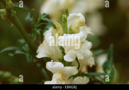 Garten-Löwenmaul (Antirrhinum Majus "Rocket Reinweiss, Antirrhinum Majus Rakete Reinweiss), blühende Stockfoto