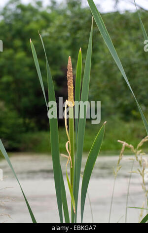 gemeinsamen Rohrkolben, breitblättrigen Rohrkolben, breitblättrigen Katze-Tail, große Reedmace, Rohrkolben (Typha Latifolia), mit Blütenstand, Deutschland Stockfoto