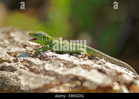 Zauneidechse (Lacerta Agilis), männliche sitzen auf Rinde, Deutschland Stockfoto