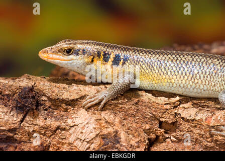 Afrikanische fünf-gezeichnete Skink, Rainbow Skink, blaue tailed Skink (Mabuya Quinquetaeniata, Trachylepis Quinquetaeniata), auf Rinde Stockfoto