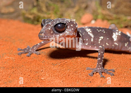 Madagaskar Big Eyed Gecko (Paroedura Masobe), auf rotem sand Stockfoto