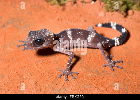 Madagaskar Big Eyed Gecko (Paroedura Masobe), im Sand sitzen Stockfoto