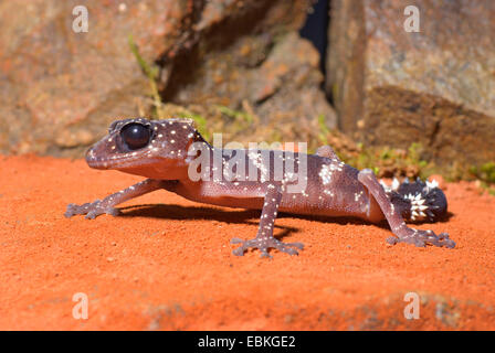 Madagaskar Big Eyed Gecko (Paroedura Masobe), auf sand Stockfoto