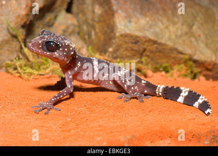 Madagaskar Big Eyed Gecko (Paroedura Masobe), sitzt vor einem Stein im sand Stockfoto