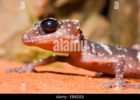 Madagaskar Big Eyed Gecko (Paroedura Masobe), portrait Stockfoto