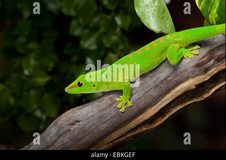 Madagaskar Riesen Taggecko (Phelsuma Madagascariensis Grandis, Phelsuma Grandis), auf einem Zweig Stockfoto