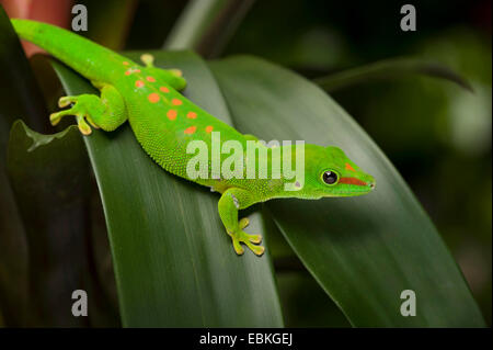 riesige Madagaskar-Taggecko (Phelsuma Madagascariensis Grandis, Phelsuma Grandis), sitzt auf einem Blatt Stockfoto