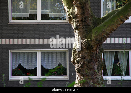 Maple-leaved Flugzeug, Ahornblättrige Platane, London Planetree (Platanus Hispanica, Platanus Hybrida, Platanus X hybrida Platanus Acerifolia), europäische Flugzeug, Stamm vor einem Haus, Deutschland Stockfoto