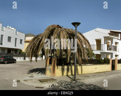 Palmrüssler, asiatische Palmenrüssler, Sagopalme Rüsselkäfer (Rhynchophorus Ferrugineus), Kanarischen Insel Datumpalme getötet von der Palm-Killer, Port de Alcudia, Mallorca, Balearen, Spanien Stockfoto