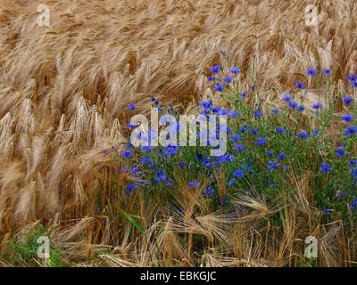 gemeinsamen Gerste, 6-reihig Gerste (Hordeum Vulgare), Kornblume, Centaurea Cyanus, Deutschland, Sachsen, Oberlausitz Stockfoto