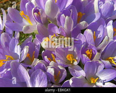 Frühe Krokusse (Crocus Tommasinianus), blüht mit Biene, Deutschland Stockfoto