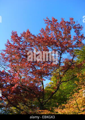 PIN-Eiche (Quercus Palustris), Baum im Herbst Stockfoto