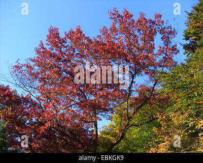 PIN-Eiche (Quercus Palustris), Baum im Herbst Stockfoto