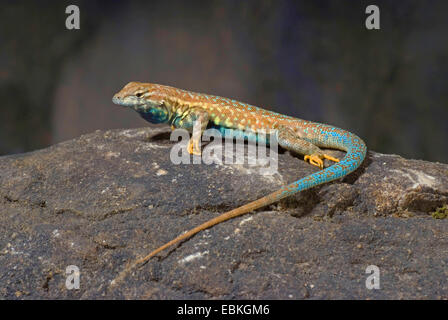 Seite-blotched Eidechse, gemeinsame Seite-blotched Eidechse (Uta Stansburiana), Männlich Stockfoto