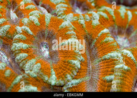 Stony Coral (Acanthastrea Lordhowensis), Detailansicht Stockfoto