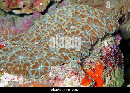 Stony Coral (Acanthastrea Lordhowensis), Kolonie Stockfoto