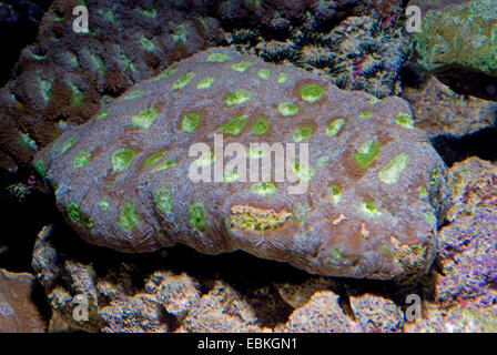 Stony Coral (Acanthastrea spec.), Detailansicht Stockfoto