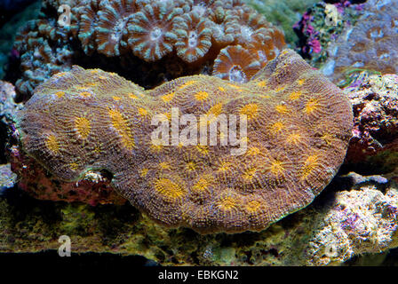 Stony Coral (Acanthastrea spec.), Detailansicht Stockfoto