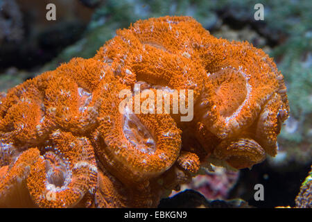 Stony Coral (Acanthastrea Lordhowensis), Detailansicht Stockfoto