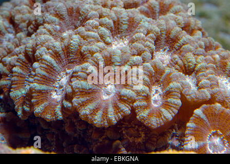 Stony Coral (Acanthastrea Lordhowensis), Detailansicht Stockfoto