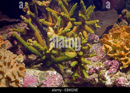 Stony Coral (Acropora spec.), Kolonie Stockfoto
